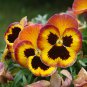 Pansy Red Black Petals with Yellow Eye Flowers 30 PCS Seeds