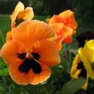 Pansy Orange Perenial Flower 30 PCS Seeds