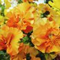 Pansy Orange Perenial Flower 30 PCS Seeds