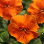 Pansy Orange Perenial Flower 30 PCS Seeds