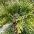 Palm Tropical Outdoor Evergreen Fan-Shaped 30 PCS Seeds
