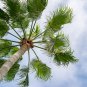Palm Tropical Outdoor Evergreen Fan-Shaped 30 PCS Seeds
