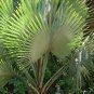 Palm Tropical Outdoor Evergreen Fan-Shaped 30 PCS Seeds