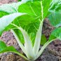 Pak Choi White Stem Chinese Cabbage 200 PCS Seeds