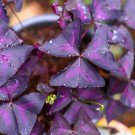 Oxalis Wood Sorrel Flower Oxalis Purple Shamrock Clover 100 PCS Seeds