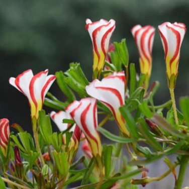 Oxalis Versicolor Flowers Bonsais So Beautiful World's Rarest 200 PCS Seeds