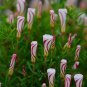 Oxalis Versicolor Flowers Bonsais So Beautiful World's Rarest 200 PCS Seeds