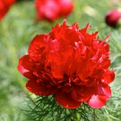 Paeonia Tenuifolia Bonsai Fernleaf Peony Peony Flower 10 PCS Seeds Paeonia Tenuifolia Bonsai Fernleaf Peony Peony Flower 10 PCS Seeds
