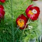 Paeonia Tenuifolia Bonsai Fernleaf Peony Peony Flower 10 PCS Seeds