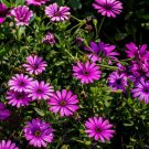 Osteospermum Ecklonis African Transvaal Veldt Daisy 15 PCS Seeds Osteospermum Ecklonis African Transvaal Veldt Daisy 15 PCS Seeds
