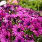 Osteospermum Ecklonis African Transvaal Veldt Daisy 15 PCS Seeds