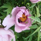 'Paeonia suffruticosa Andr' Tree Peony Bonsai 10 PCS Seeds 'Paeonia suffruticosa Andr' Tree Peony Bonsai 10 PCS Seeds