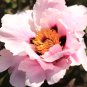 'Paeonia suffruticosa Andr' Tree Peony Bonsai 10 PCS Seeds