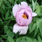 'Paeonia suffruticosa Andr' Tree Peony Bonsai 10 PCS Seeds
