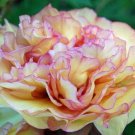 Paeonia Lactiflora Orange Red Double Peony Flowers 10 PCS Seeds Paeonia Lactiflora Orange Red Double Peony Flowers 10 PCS Seeds
