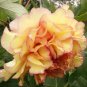 Paeonia Lactiflora Orange Red Double Peony Flowers 10 PCS Seeds
