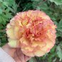 Paeonia Lactiflora Orange Red Double Peony Flowers 10 PCS Seeds