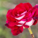 Osiria Rose Hybrid Fresh Exotic Blood Red and White Flower 50 PCS Seeds Osiria Rose Hybrid Fresh Exotic Blood Red and White Flower 50 PCS Seeds