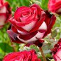 Osiria Rose Hybrid Fresh Exotic Blood Red and White Flower 50 PCS Seeds