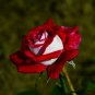 Osiria Rose Hybrid Fresh Exotic Blood Red and White Flower 50 PCS Seeds