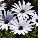Osteospermum 100 CS Seeds Osteospermum 100 CS Seeds