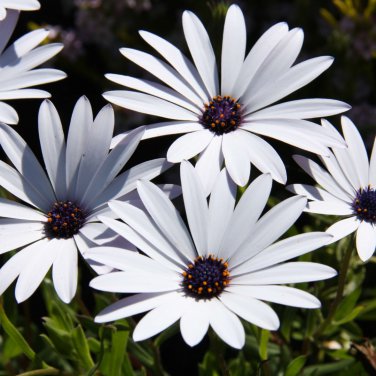 Osteospermum 100 CS Seeds