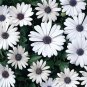 Osteospermum 100 CS Seeds