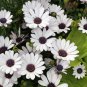Osteospermum 100 CS Seeds