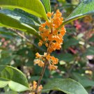 Osmanthus Fragrans Charming and Fragrant Sweet Olive Mixed Colors 20 PCS Seeds Osmanthus Fragrans Charming and Fragrant Sweet Olive Mixed Colors 20 PCS Seeds