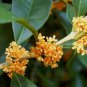 Osmanthus Fragrans Charming and Fragrant Sweet Olive Mixed Colors 20 PCS Seeds