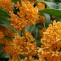 Osmanthus Fragrans Charming and Fragrant Sweet Olive Mixed Colors 20 PCS Seeds