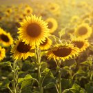 Ornamental Sunflower Garden Flower High Germination 25 PCS Seeds Ornamental Sunflower Garden Flower High Germination 25 PCS Seeds