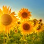 Ornamental Sunflower Garden Flower High Germination 25 PCS Seeds