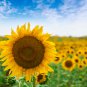 Ornamental Sunflower Garden Flower High Germination 25 PCS Seeds