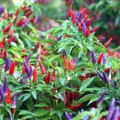 Ornamental Pepper Yellow Red Colorful Pod Chilli 25 PCS Seeds Ornamental Pepper Yellow Red Colorful Pod Chilli 25 PCS Seeds