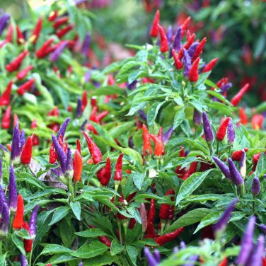 Ornamental Pepper Yellow Red Colorful Pod Chilli  25 PCS Seeds
