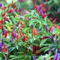 Ornamental Pepper Yellow Red Colorful Pod Chilli  25 PCS Seeds