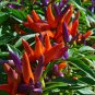 Ornamental Pepper Yellow Red Colorful Pod Chilli  25 PCS Seeds