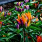 Ornamental Pepper Yellow Red Colorful Pod Chilli  25 PCS Seeds
