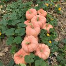Ornamental Doll Pumpkin 10 PCS Seeds