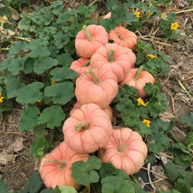 Ornamental Doll Pumpkin 10 PCS Seeds