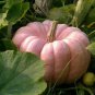 Ornamental Doll Pumpkin 10 PCS Seeds