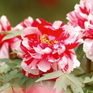 Paeonia Lactiflora Bonsai Heirloom Tree Peony Plant 10 PCS Seeds Paeonia Lactiflora Bonsai Heirloom Tree Peony Plant 10 PCS Seeds