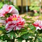 Paeonia Lactiflora Bonsai Heirloom Tree Peony Plant 10 PCS Seeds