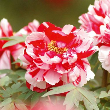 Paeonia Lactiflora Bonsai Heirloom Tree Peony 10 PCS Seeds
