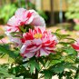 Paeonia Lactiflora Bonsai Heirloom Tree Peony 10 PCS Seeds