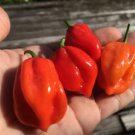 Original Pack Hot Chilli Sweet Pepper 20 PCS Seeds Original Pack Hot Chilli Sweet Pepper 20 PCS Seeds