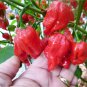 Original Pack Hot Chilli Sweet Pepper 20 PCS Seeds