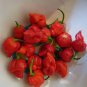 Original Pack Hot Chilli Sweet Pepper 20 PCS Seeds