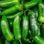 Organically Grown Mucho Nacho Jalapeno Hot Pepper 30 PCS Seeds